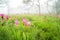 Amazing landscapeÂ . Green meadow and tree and flower in the forest and fog In the morning